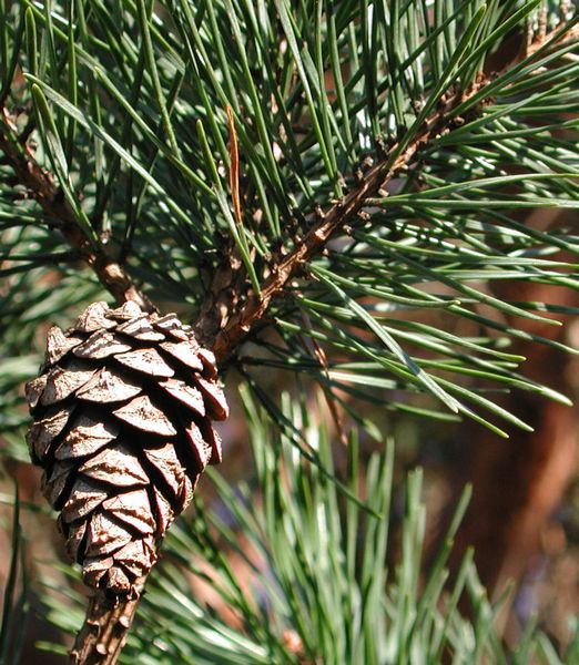 Pinus sylvestris